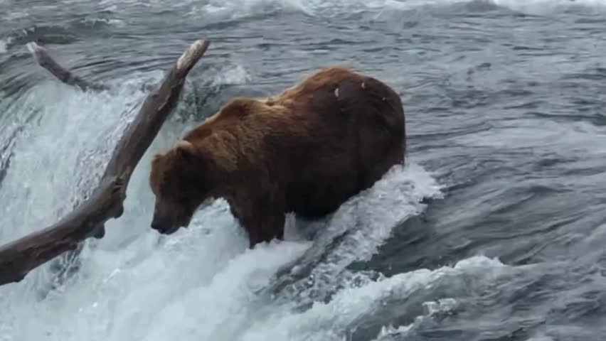 A brown bear fishing for salmon at a river waterfall
