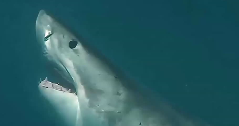 Great white shark swimming in ocean and attacking