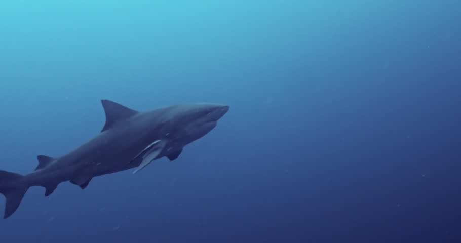 Bull Shark swimming in blue ocean