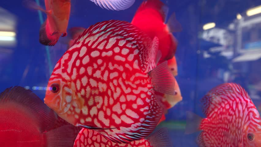 Discuses (Symphysodon) Aquarium fish for sale in wet markets in Asia. Vietnam