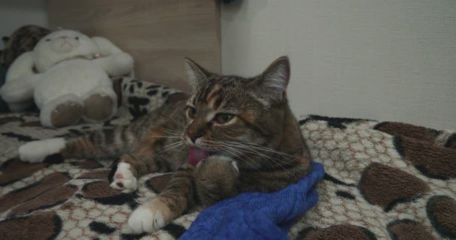 Adorable tabby cat with white paws lying comfortably on a patterned blanket, meticulously grooming itself by licking its front paw with its eyes closed in a moment of pure relaxation.