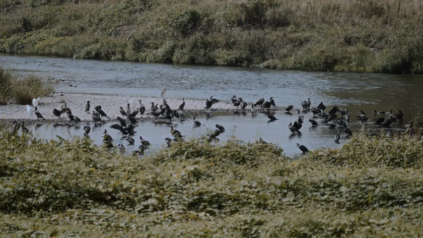 Daytime scene at the Tamagawa River where numerous cormorants gather. Many perch and spread their wings to dry, while one flies past the river, showing common resting and movement behavior.