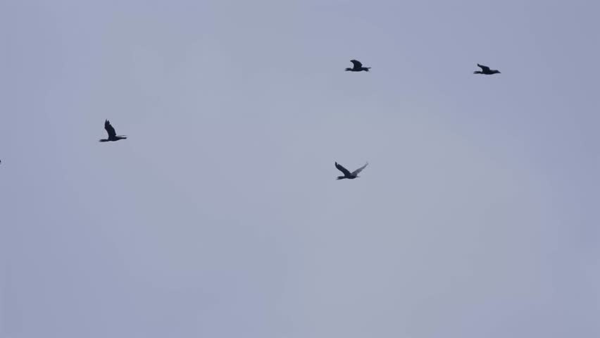A flock of cormorants flies across the sky in daylight, capturing natural group movement, flight patterns, and collective behavior commonly seen in coastal and inland water-associated species.