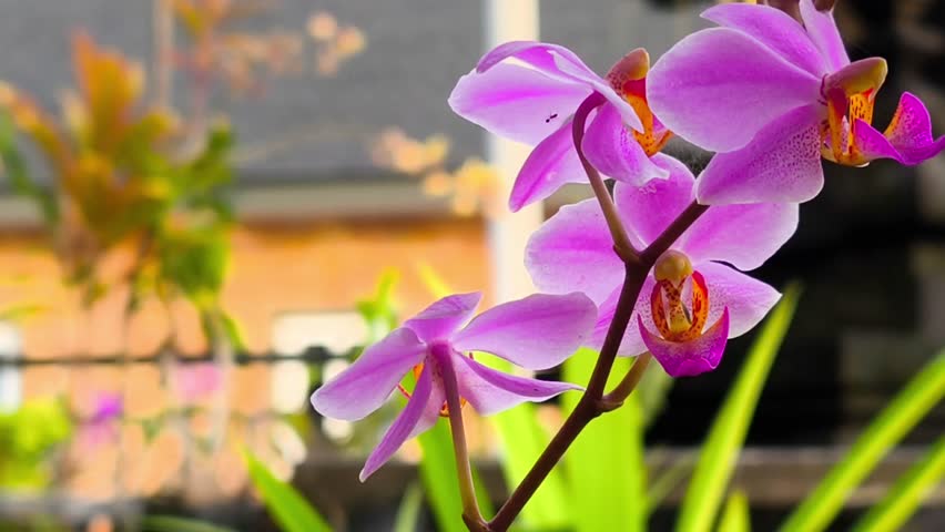 Purple mini phalaenopsis orchid blooming in natural light