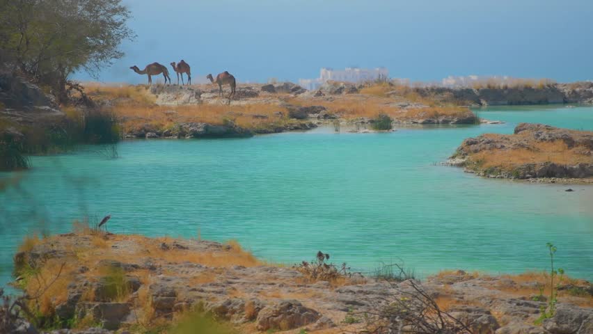 Dromedary camels standing on the vibrant, dry coastal landscape next to a stunning turquoise freshwater lagoon in the Al Baleed area, east of Salalah, Oman.