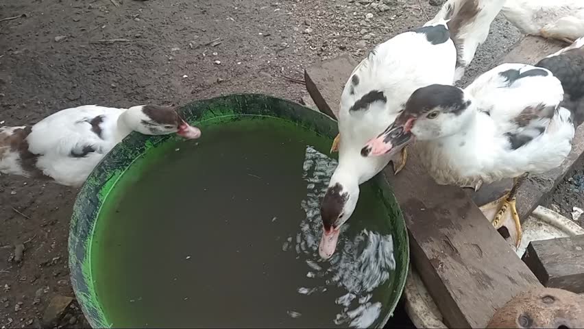 A flock of ducks drinking water from a trough in an outdoor poultry farm enclosure