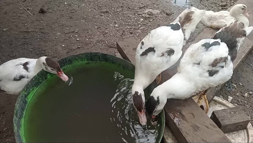 Cute Pet Duck Drinking Water from a Bowl Outdoors