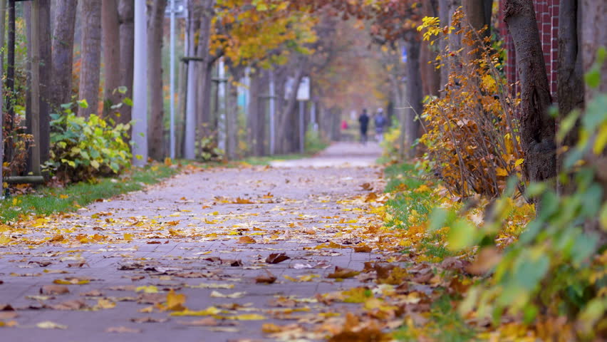 Captivating autumn scene showcasing a tree-lined pathway with fallen leaves in