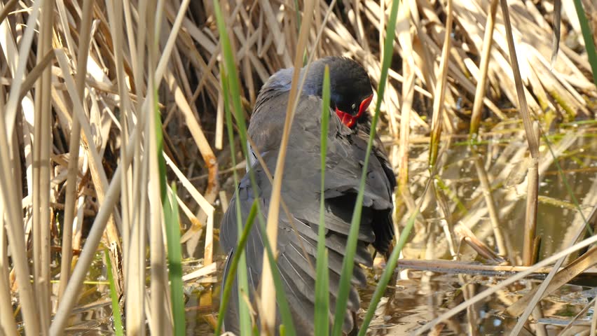 Swamphen in the high grass