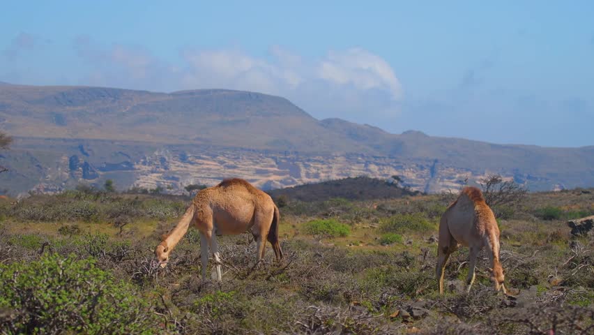 Two wild dromedary camels (Camelus dromedarius) graze on sparse vegetation in a dry, rocky wilderness area, with large, rugged mountains in the background under a blue sky. The scene captures the natu