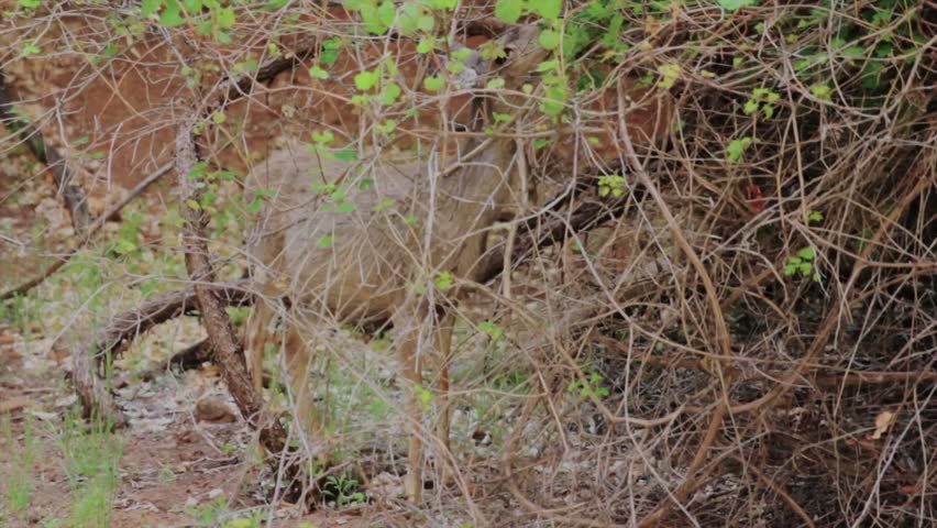 A deer grazing in Zion National Park Southern Utah