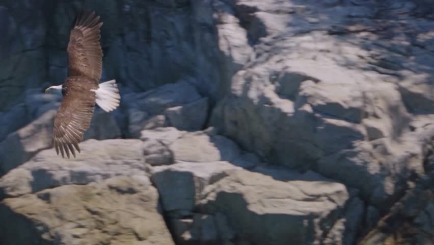 A large eagle flying low over water near a rocky shore