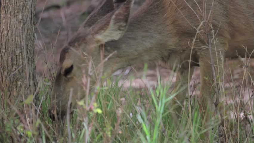 A deer grazing in Zion National Park Southern Utah