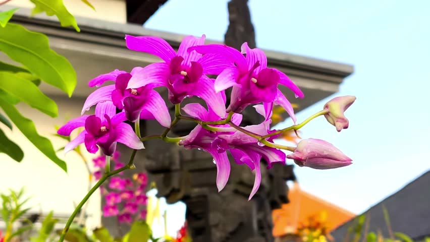 Purple dendrobium orchid blooming in a tropical garden with natural light