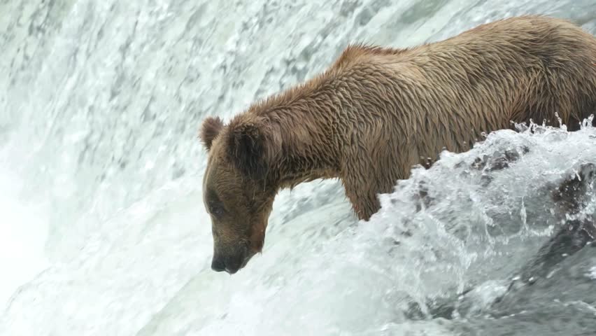 A powerful brown bear catches a salmon in its mouth in a waterfall