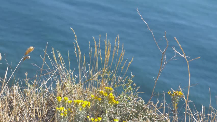 Yellow wildflowers and grass in the foreground with the sea in the background, summer meadow and coastal landscape, nature and floral concept