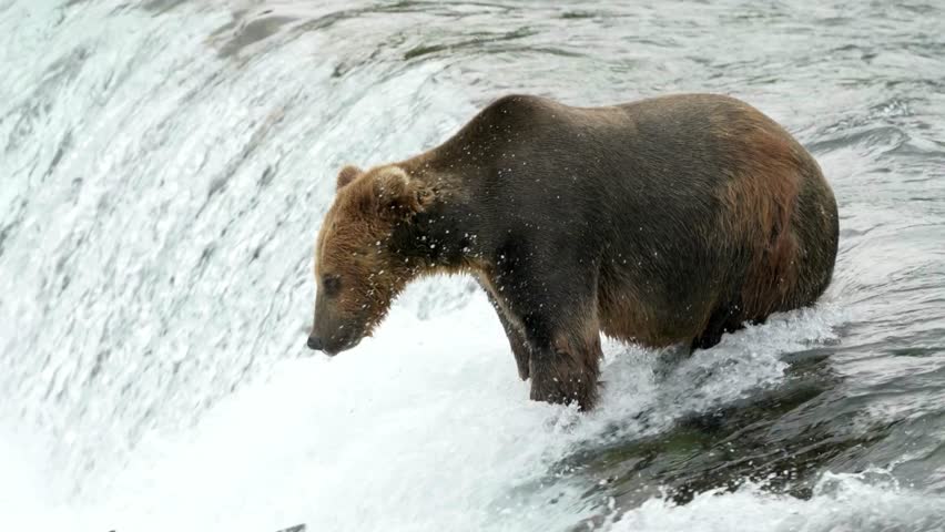 A large grizzly bear catches a salmon in a powerful waterfall beautiful slow mo video