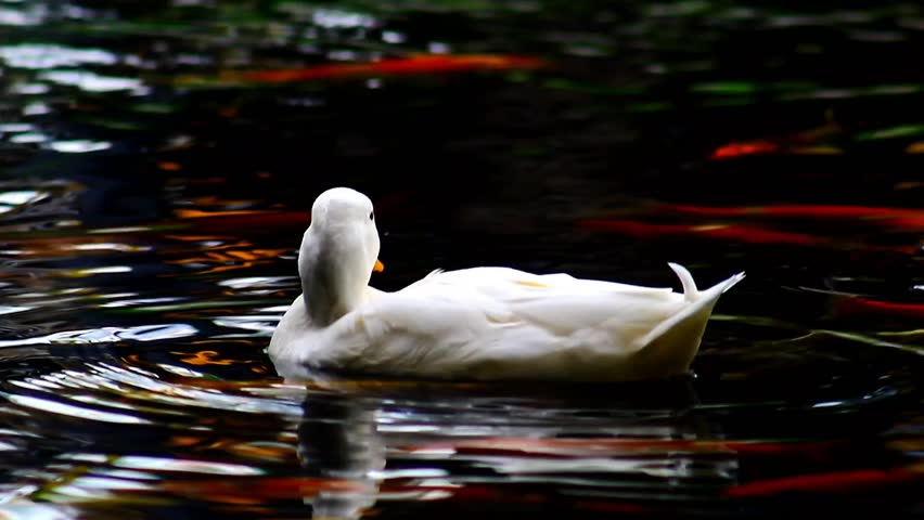 Pure white duck floating peacefully