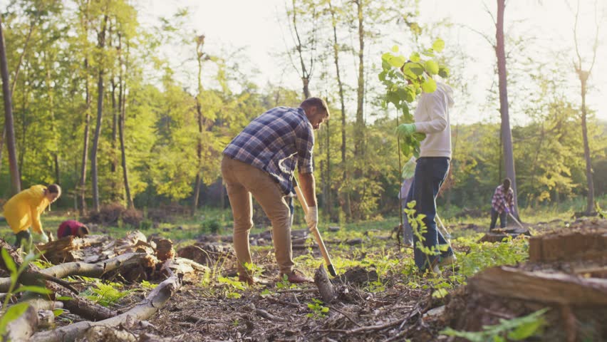 Wide forest volunteering scene during reforestation work. Caucasian woman holding tree seedling and helping man. Caucasian male digging soil with shovel. Adults planting trees.