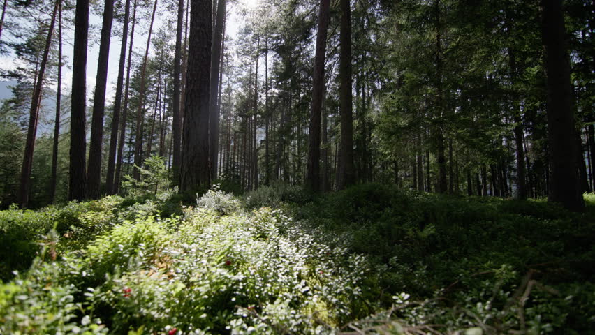 Pristine forest landscape with trees on moss representing lungs of the planet healthy ecosystem green nature and biodiversity