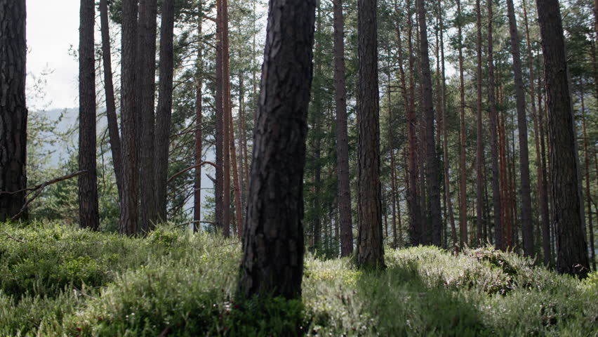 Walking through a pine forest with tall trees natural woodland landscape peaceful scenery and fresh green nature environment