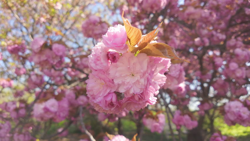 Bottom view of pink flowers inflorescences on cherry blossom, the Japanese cherry tree, Prunus serrulata 'Kanzan has deep-pink, double flowers in full bloom