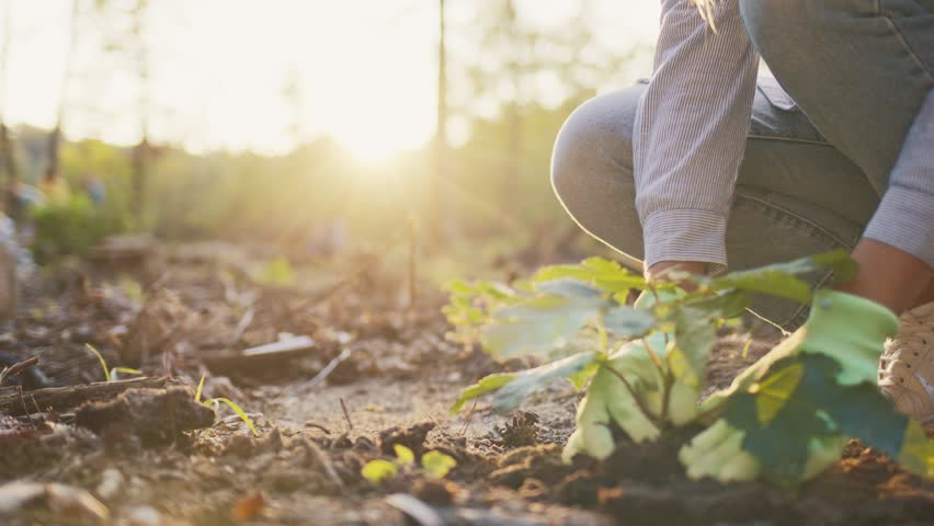 Close view of volunteer planting young tree sapling. Gloved hands pressing soil carefully. Person kneeling on ground. Supporting reforestation effort. Warm sunlight in forest area.