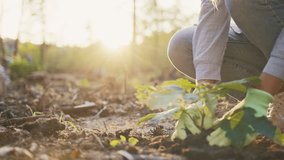 Close view of volunteer planting young tree sapling. Gloved hands pressing soil carefully. Person kneeling on ground. Supporting reforestation effort. Warm sunlight in forest area. - Powered by Shutterstock - Get 15% off with code: PIKWIZARD15
