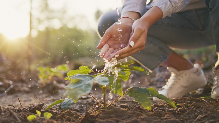 Close view of volunteer watering tree sapling. Hands pouring water gently. Person crouching on soil. Supporting reforestation project. Sunlight shining in forest area. Conservation concept.