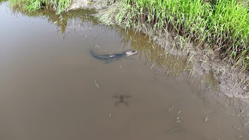 Aerial drone footage shows an alligator gliding through a brown pond beside a lush green bank at Middleton Place Plantation near Charleston South Carolina capturing the serene wetland habitat.