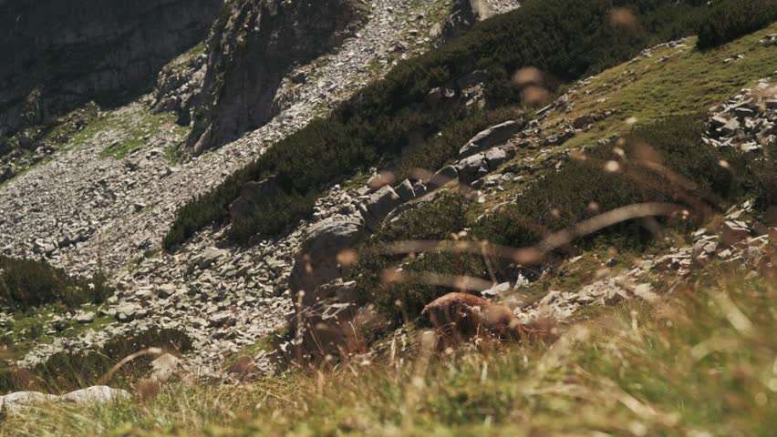 Chamois in Pirin mountain, Bulgaria.
