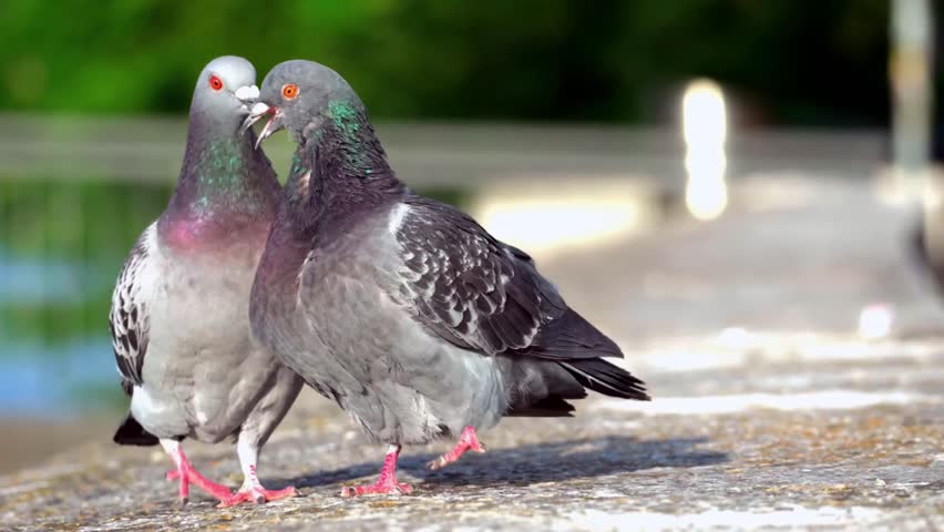 Two pigeons standing together outdoors. Urban bird wildlife scene.