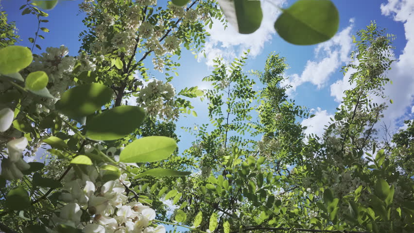 Backwards flight within a blooming White acacia or Black locust, Robinia pseudoacacia, flying between branches covered with clusters of white flowers, backlit by sun with sun glare on the lens