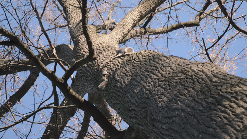 A squirrel running up a tree. Shot on an autumn morning.