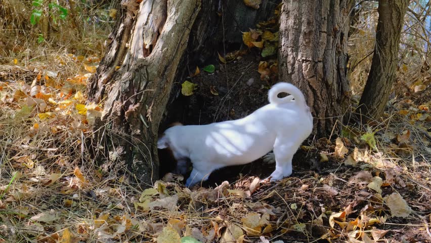 Little Jack Russell Terrier puppy is having fun playing, digging ground in hollow tree in autumn forest. An energetic breed of dog, walking with a white and brown pet in nature.