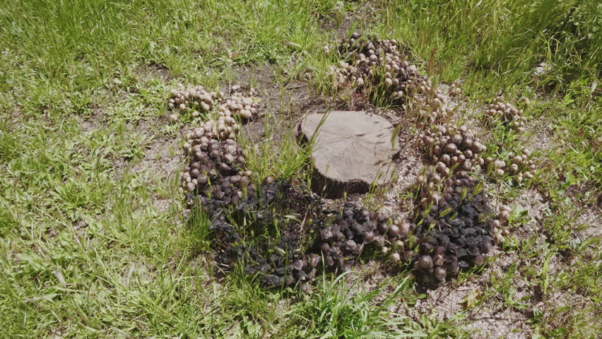 A large cluster of poisonous mushrooms growing around a tree stump is surrounded by a circle, camera moves around
