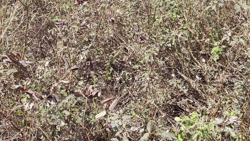 Dry Wild Plants with Seed Pods in Meadow