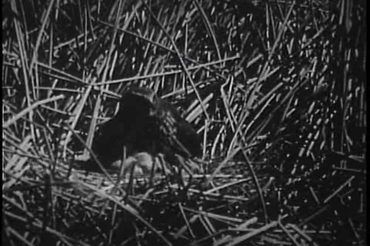 1930s - The Marsh Hawk ranges from the Antarctic to Mexico