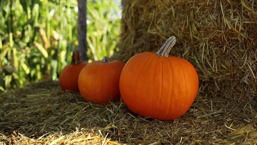 Pile of fresh pumpkins and squash in a field with straw, autumn harvest. High quality FullHD footage