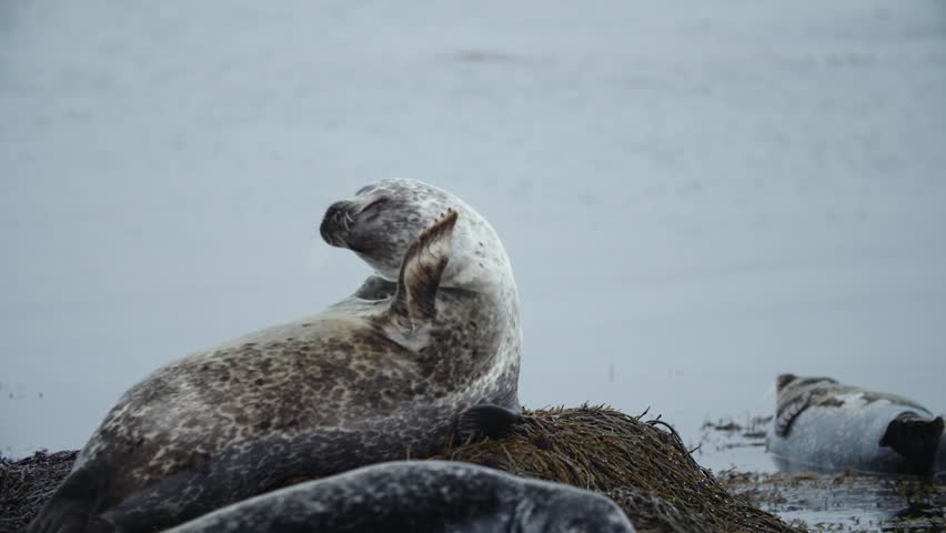 Group of seals reasting over water