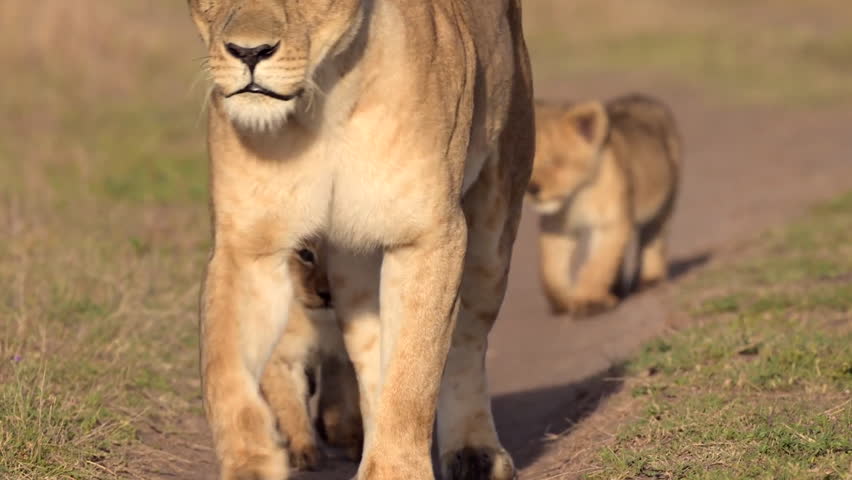 Lioness with cubs walking on path in Savannah