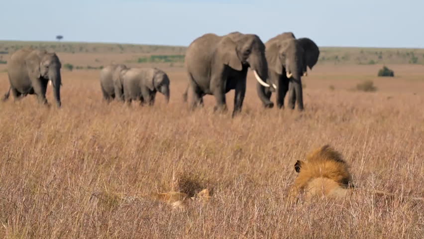 Elephant family walking near resting Lions in Savannah