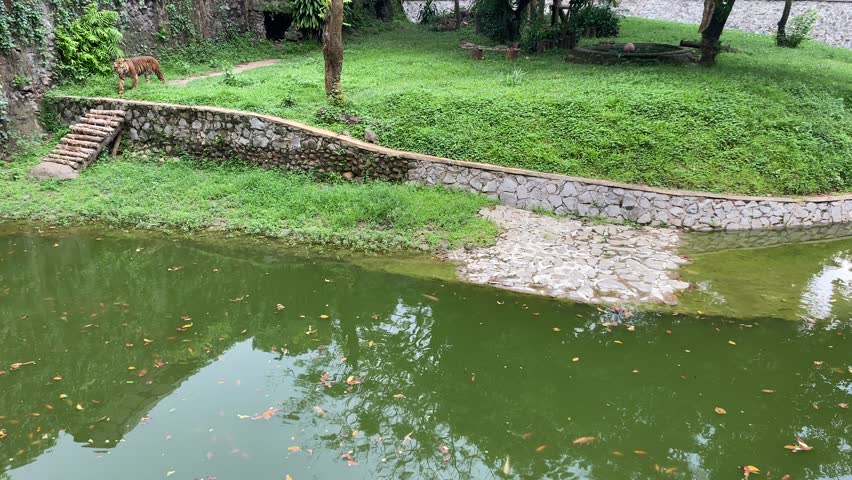 A Sumatran tiger or Panthera tigris sumatrae walking in a zoo arena