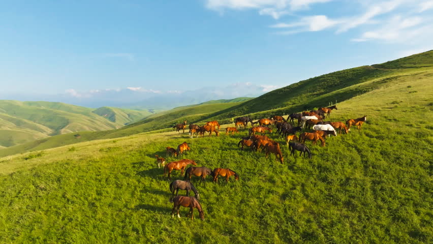 Free-range horses roam freely in a serene rural landscape, grazing on lush green grass in Kyrgyzstan. Drone view with static camera.