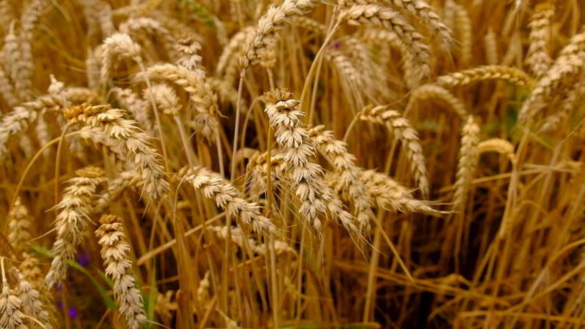 Wheat growing in a field. Selective focus.