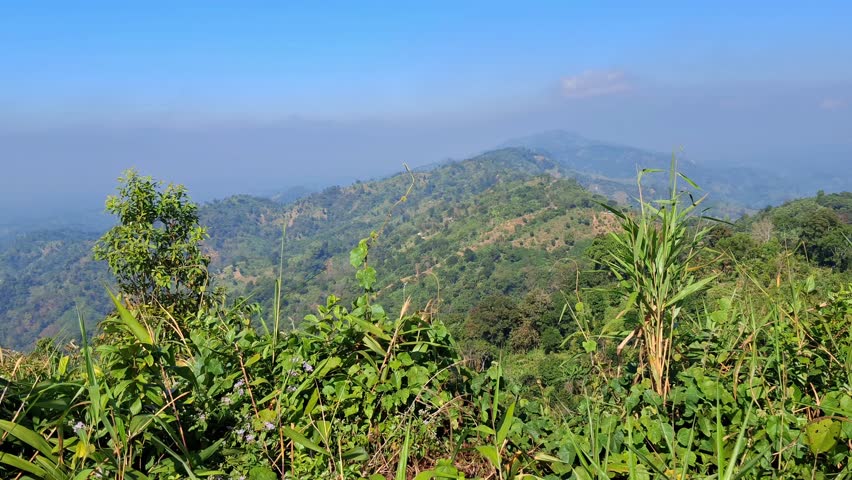 panoramic view of blue mountains and trees