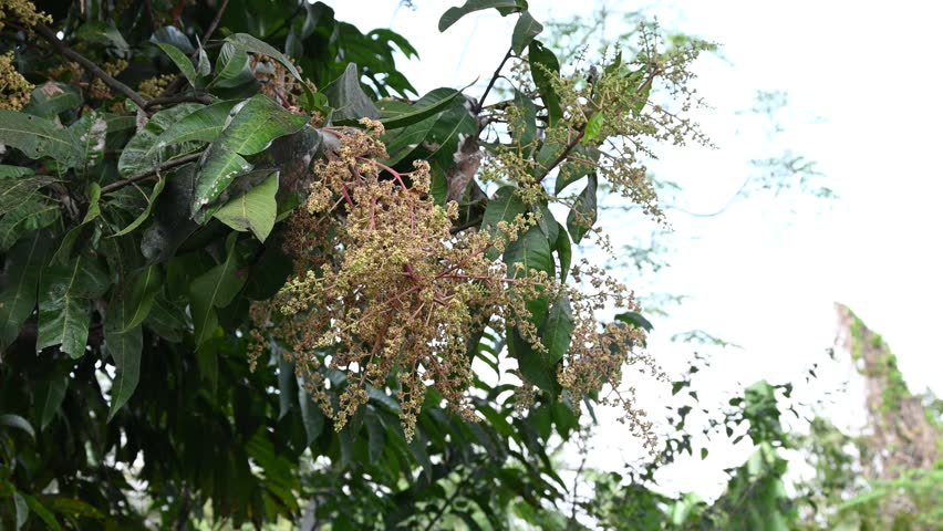 The mango trees in the garden are blossoming. A branch of inflorescence mango flowers