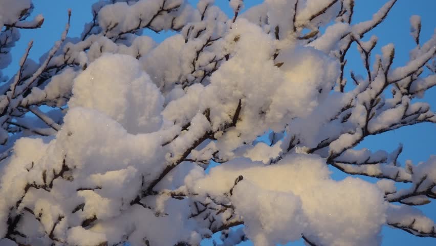 Serene winter moment featuring snow-covered branches against blue sky during cold period. Branches are heavily laden with snow, creating soft shapes. Morning or late evening, as sky has deep blue hue.