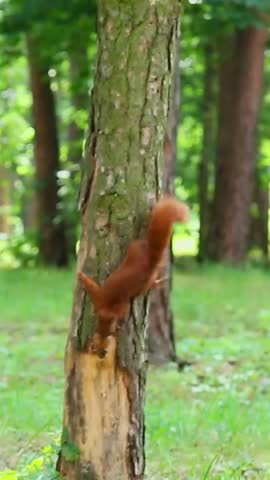 A red squirrel with a nut climbs upside down on the rough trunk of a pine tree, stops, jumps down onto the green grass, wagging its tail, alert and agile in the rays of the summer sun..