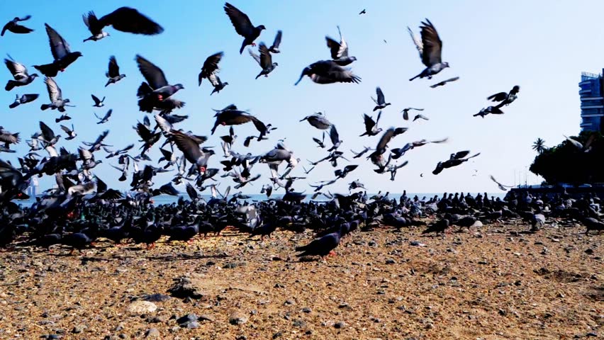 Close-up aerial view of pigeons flying off the beach near the Gateway of India, Mumbai. Birds in motion against the coastal backdrop capture urban wildlife, freedom, and the vibrant atmosphere of India’s iconic landmark.